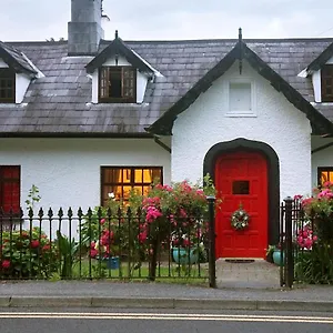 Ivy Irlande